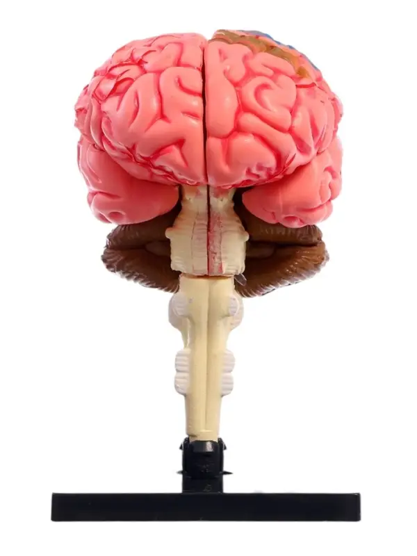 Набор для опытов &laquo;Строение мозга&raquo;, анатомическая модель