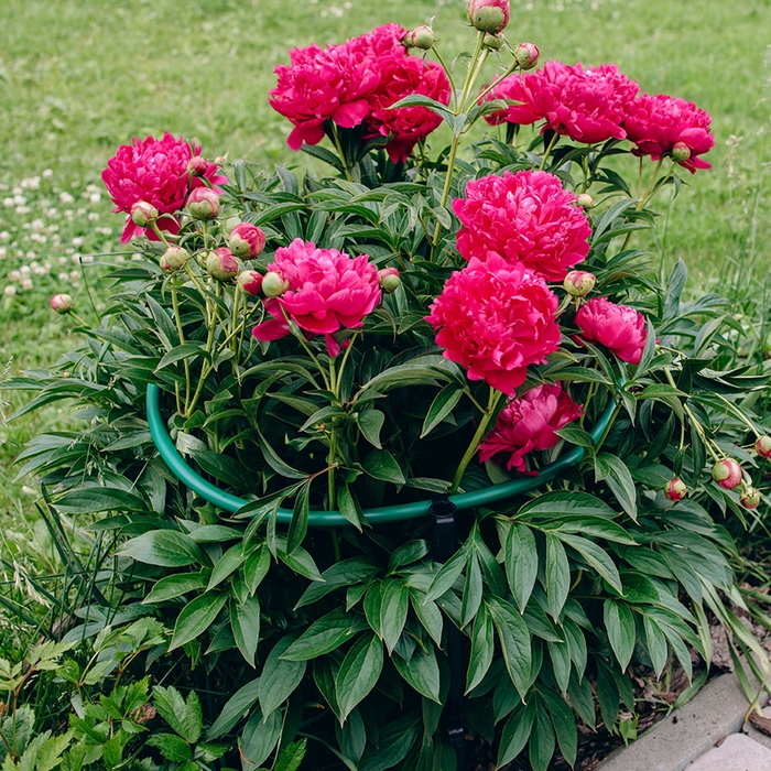 Кустодержатель, d = 50 см, h = 55 см, ножка d = 2 см, пластик, МИКС Кустодержатель, d = 50 см, h = 55 см, ножка d = 2 см, пластик, МИКС