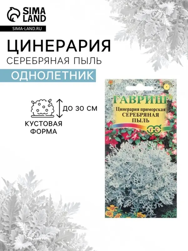 Семена цветов Цинерария приморская "Серебряная пыль", ц/п, 0,05 г