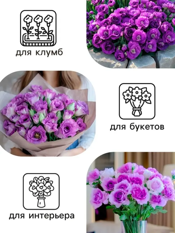 Семена цветов Эустома &laquo;Эйбиси&raquo;, F1, пурпурная крупноцветковая махровая, 5 шт., &laquo;Аэлита&raquo; селекция PanAmerican Seed