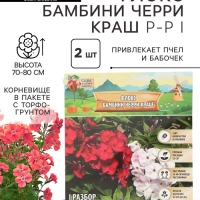 Флокс «Бамбини Черри Краш» корневище в пакете с торфогрунтом, р-р I, 2 шт.