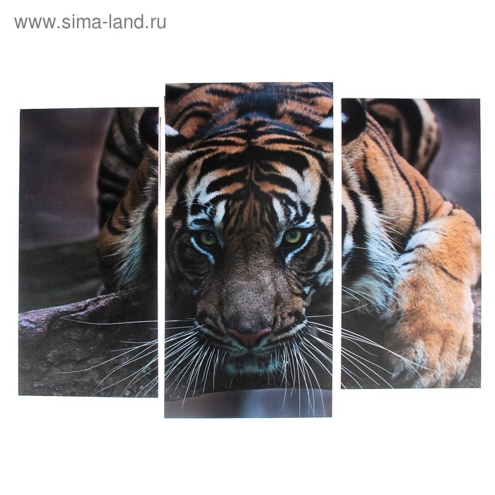 Модульная картина  Модульная картина "Тигровый взгляд"  (2-25х52; 1-30х60) 60х80 см