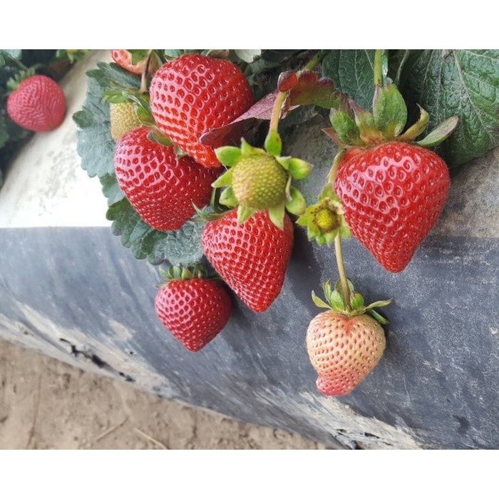 Рассада Земляники круноплодной (клубники) ФРИГО Бравура (Bravura) A (9-15 мм), P9 Горшок Рассада Земляники круноплодной (клубники) ФРИГО Бравура (Bravura) A (9-15 мм), P9 Горшок