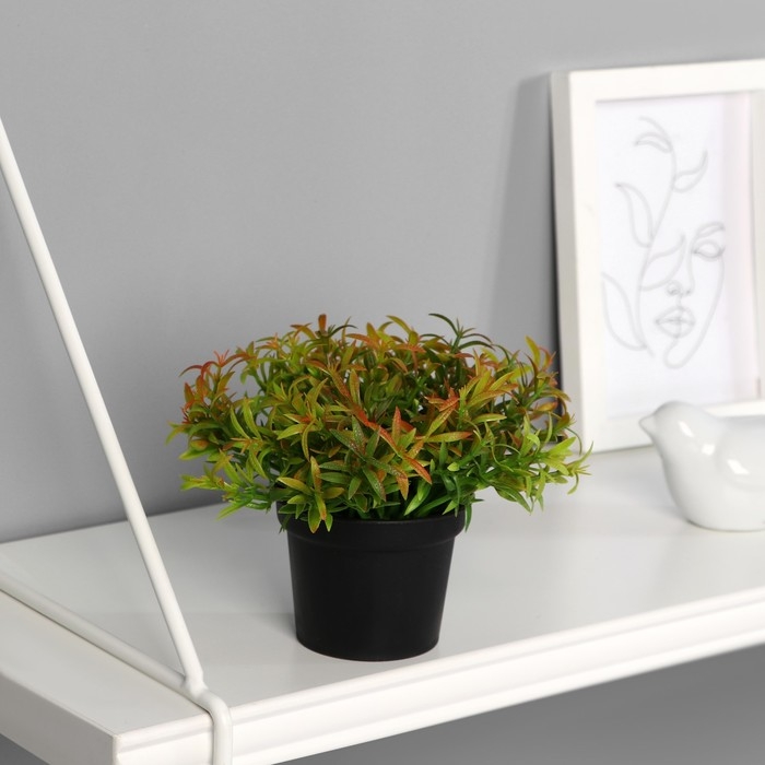 Бонсай в горшке "Травушка" 7х10 см, микс