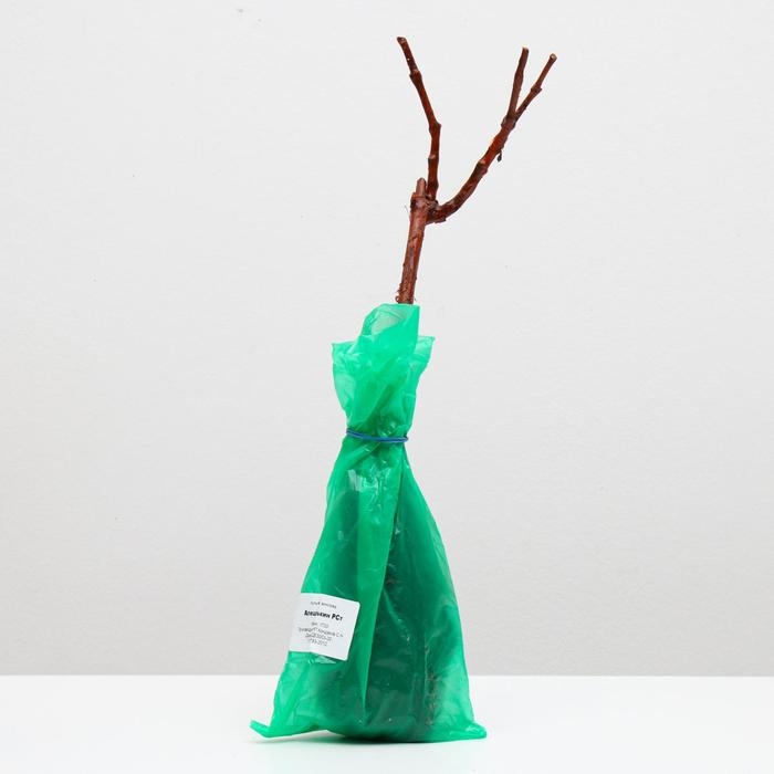 Саженец винограда Алешенькин, Весна 2024, 1 шт. Саженец винограда Алешенькин, Весна 2024, 1 шт.