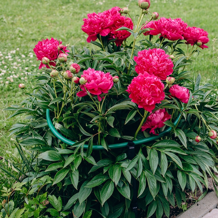 Кустодержатель, d = 50 см, h = 80 см, ножка d = 2 см, пластик, МИКС Кустодержатель, d = 50 см, h = 80 см, ножка d = 2 см, пластик, МИКС