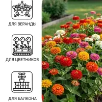 Семена цветов Цинния &laquo;Калифорнийские гиганты&raquo; смесь, 0.3 г
