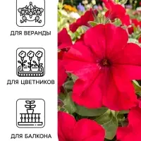 Семена цветов Петуния &laquo;Городские гиганты пурпурная мантия&raquo; F1, 7 шт., &laquo;АЭЛИТА&raquo;
