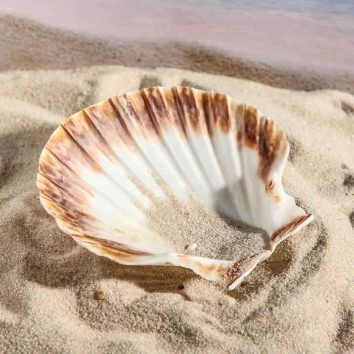 Ракушка декоративная Гребешок, 10-12 см Ракушка декоративная Гребешок, 10-12 см