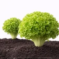 Семена Салат листовой &laquo;Весёлая грядка&raquo;, смесь, 0.5 г, &laquo;Аэлита&raquo;