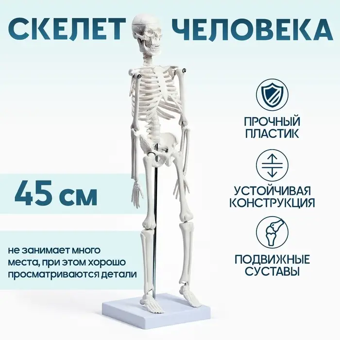 Анатомическая модель &laquo;Макет скелета взрослого человека&raquo;, 45 см