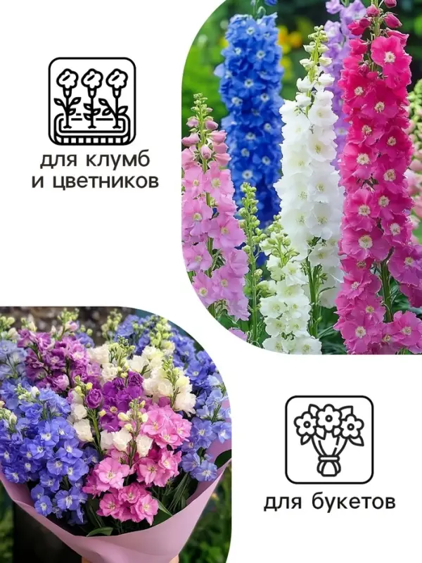 Семена цветов Дельфиниум «Королевская смесь», 0.1 г, «Агросидстрейд» Семена цветов Дельфиниум «Королевская смесь», 0.1 г, «Агросидстрейд»