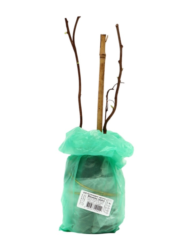 Актинидия аргута (Серия Северный сад) «Женева », саженец,1 шт., туба Актинидия аргута (Серия Северный сад) «Женева », саженец,1 шт., туба