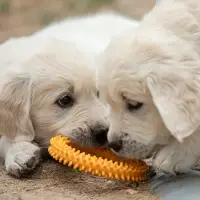 Плавающая игрушка для собак Пижон Premium &laquo;Колючки&raquo;, 11 см, вспененный TPR, жёлтая