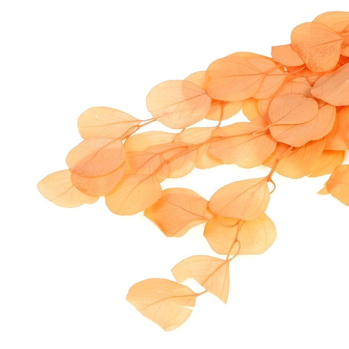 Сухоцвет персикого дерева, 50 г, длина — 70 см, цвет нежно-розовый Сухоцвет персикого дерева, 50 г, длина — 70 см, цвет нежно-розовый