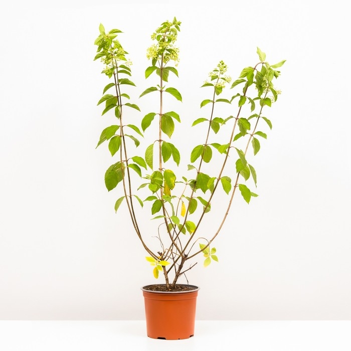 Гортензия метельчатая Мэджикал Килиманджаро, С3 горшок, Н10-50 высота, 1 шт, Лето 2024 Гортензия метельчатая Мэджикал Килиманджаро, С3 горшок, Н10-50 высота, 1 шт, Лето 2024