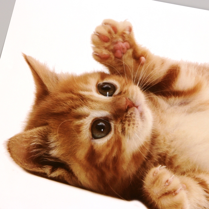 Наклейка 3Д интерьерная Котик 29*21см Наклейка 3Д интерьерная Котик 29*21см