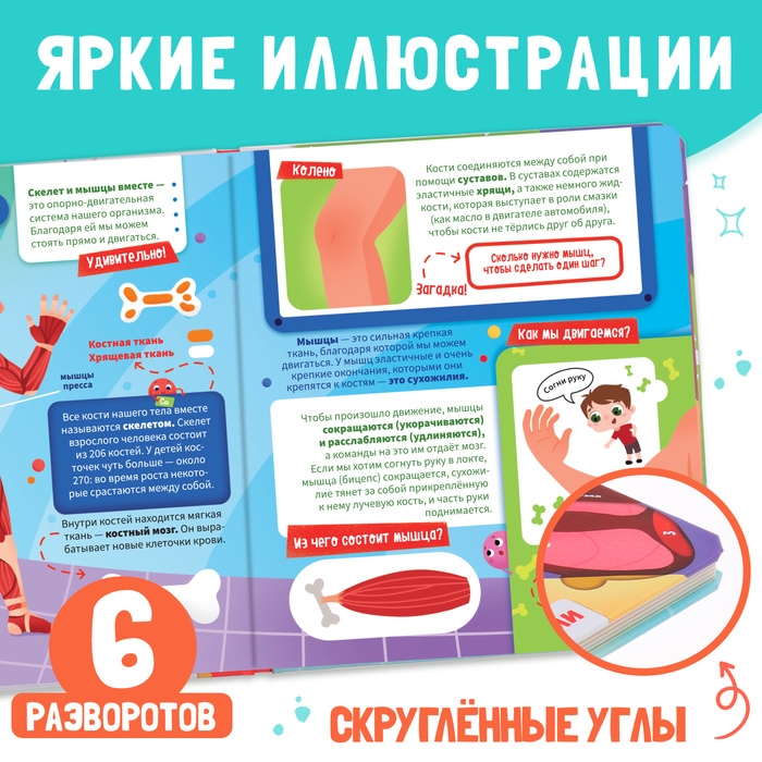 Книга с окошками &laquo;Как устроено моё тело?&raquo;, 55 окошек, энциклопедия
