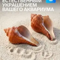 Ракушка декоративная, длина 5-6 см, ширина 4 см