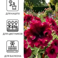 Семена цветов Петуния &laquo;Титан пурпуровый&raquo;, бахромчатый, 7 шт., &laquo;Гавриш&raquo;
