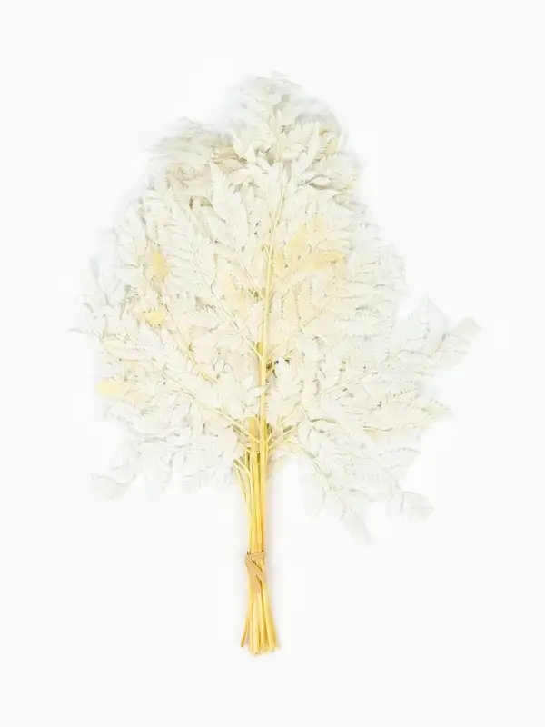 Сухоцвет Папоротник МИКС, 10 шт в упаковке