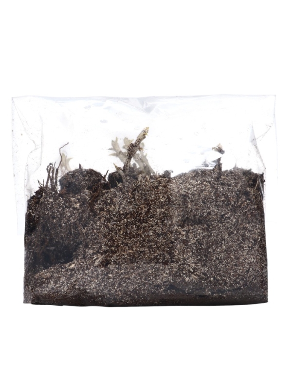 Флокс метельчтый "Miss holland" р-р II, 2 шт, Весна 2025, ЭКОНОМ,