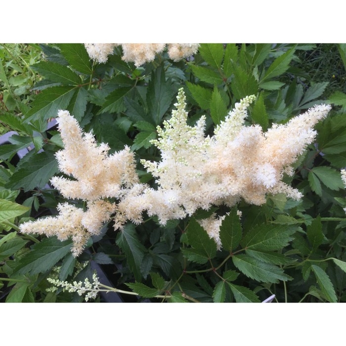 Астильба Арендса Вейс Глория, С1,5 горшок, Н10-50 высота, 1 шт, Лето 2024 Астильба Арендса Вейс Глория, С1,5 горшок, Н10-50 высота, 1 шт, Лето 2024