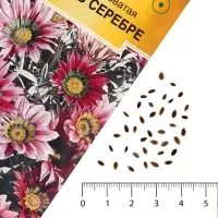 Семена цветов гацания жестковатая &laquo;Звезды в серебре&raquo;, 5 шт.