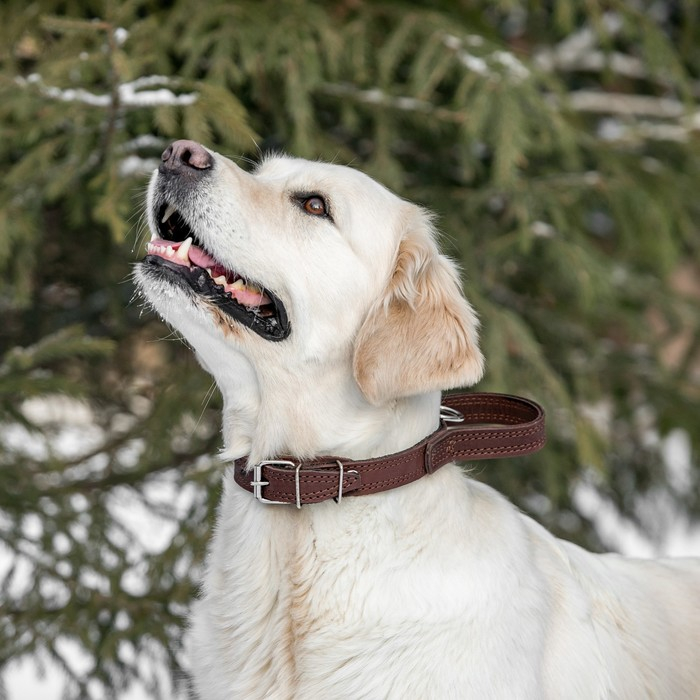 Ошейник кожаный тройной, с ручкой, 57 х 2.5 см, ОШ 35-45 см, коричневый Ошейник кожаный тройной, с ручкой, 57 х 2.5 см, ОШ 35-45 см, коричневый