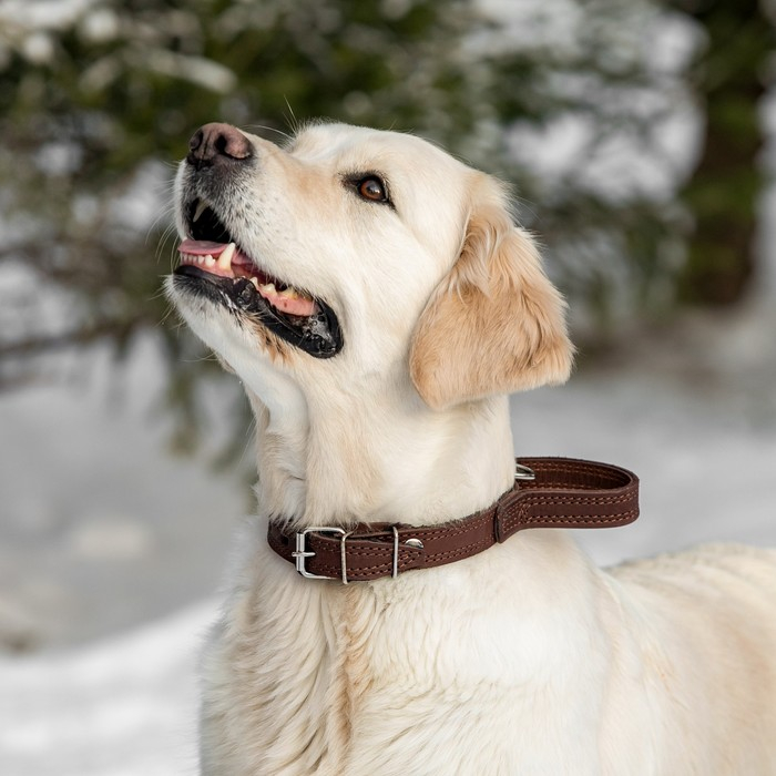 Ошейник кожаный тройной, с ручкой, 57 х 2.5 см, ОШ 35-45 см, коричневый Ошейник кожаный тройной, с ручкой, 57 х 2.5 см, ОШ 35-45 см, коричневый