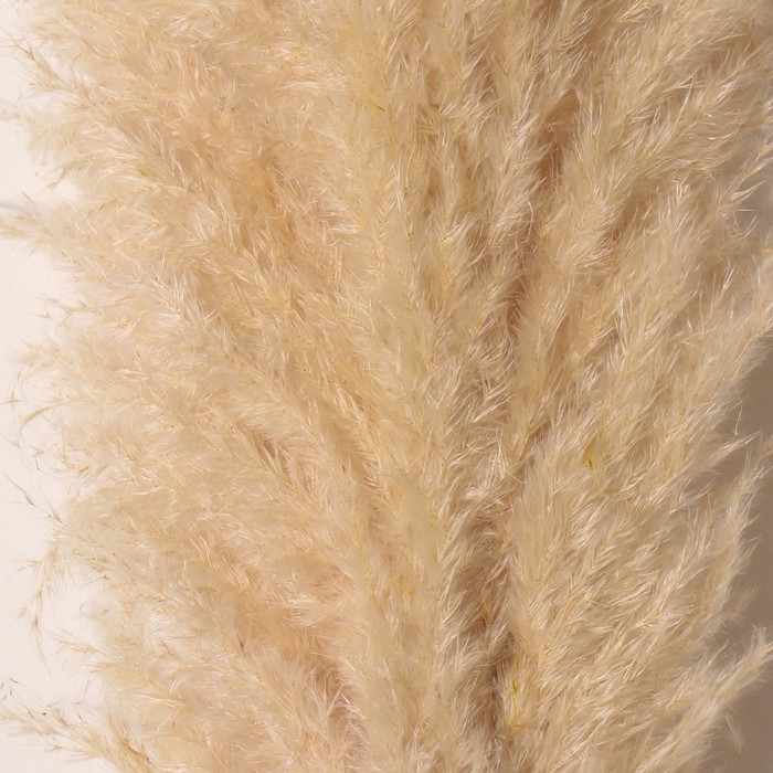 Сухоцвет Сухоцвет "Кортадерия", 1 ветка, длина 140-150 см, натуральный