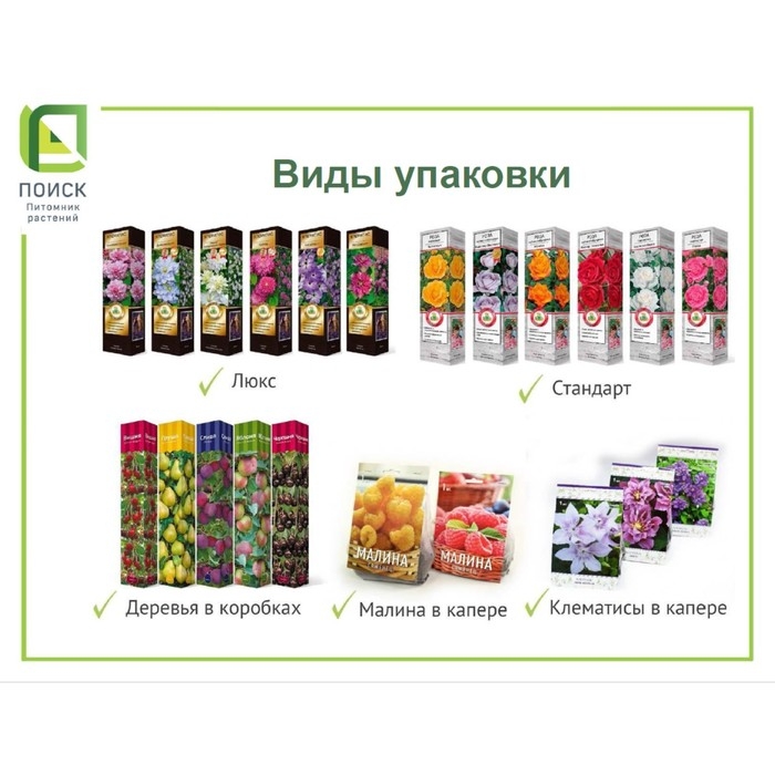 Туя западная Туя западная "Холмструп", Р9, 1шт, h 3-20 см, Осень 2024