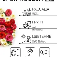 Семена цветов Цинния изящная &laquo;Дюймовочка&raquo;, смесь сортов, 0.3 г