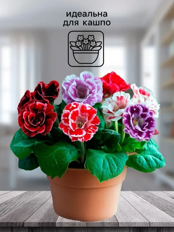 Семена комнатных цветов Глоксиния &laquo;Махровая смесь&raquo;, F1, &laquo;Агроуспех&raquo;, 5 шт.