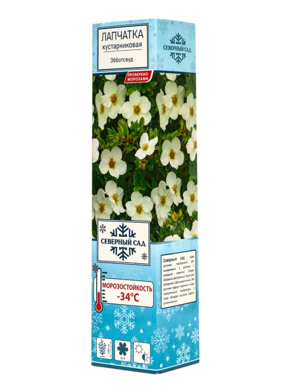 Лапчатка кустарниковая (Серия Северный сад) «Эбботсвуд» саженец, декоративный, цветущий, 1 шт., туба