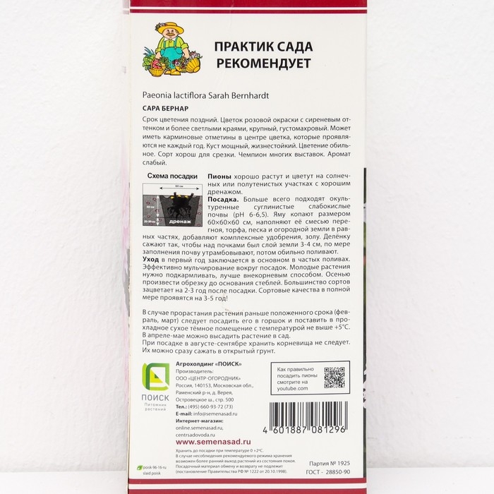 Пионы молочноцветковые и гибриды Пионы молочноцветковые и гибриды "Сара Бернар ", 1 шт, р-р 2-3, Весна 2025