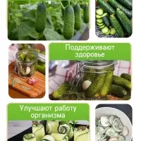 Семена Огурец &laquo;Изящный&raquo;, 0.3 г, &laquo;Рецепты дедушки Никиты&raquo;