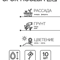 Семена комнатных цветов Бегония &laquo;Бада Бинг Роуз&raquo;, 10 шт., однолетник, &laquo;Агроуспех&raquo;