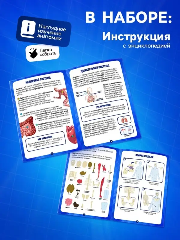 Набор для опытов по анатомии &laquo;Строение тела&raquo;, светится в темноте, с мягкими органами
