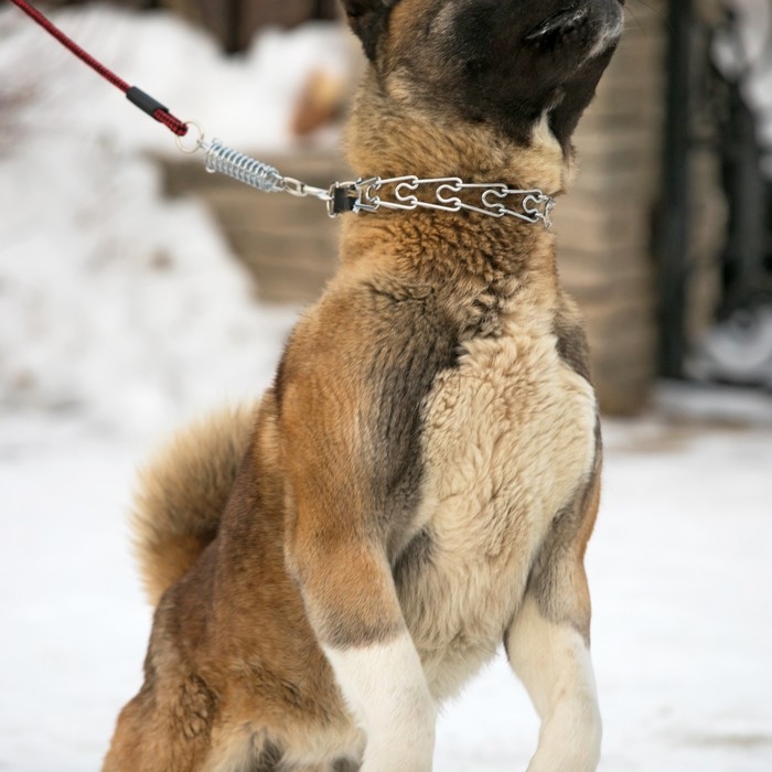 Поводок усиленный с амортизатором от рывка, 120 х 1,2 см, чёрно-красный Поводок усиленный с амортизатором от рывка, 120 х 1,2 см, чёрно-красный