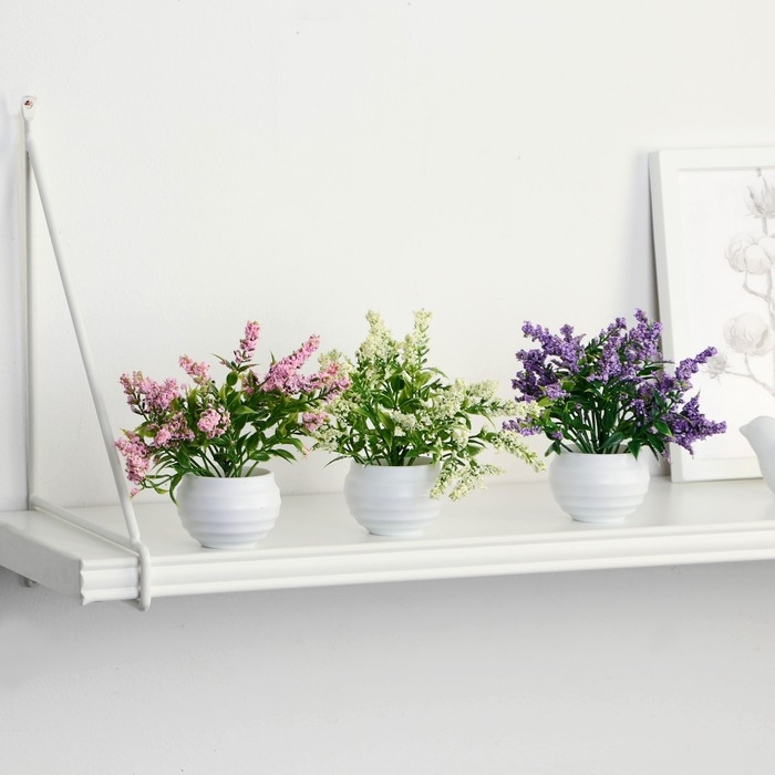 Бонсай в горшке "Шалфей предсказателей" 5,5х11 см, микс