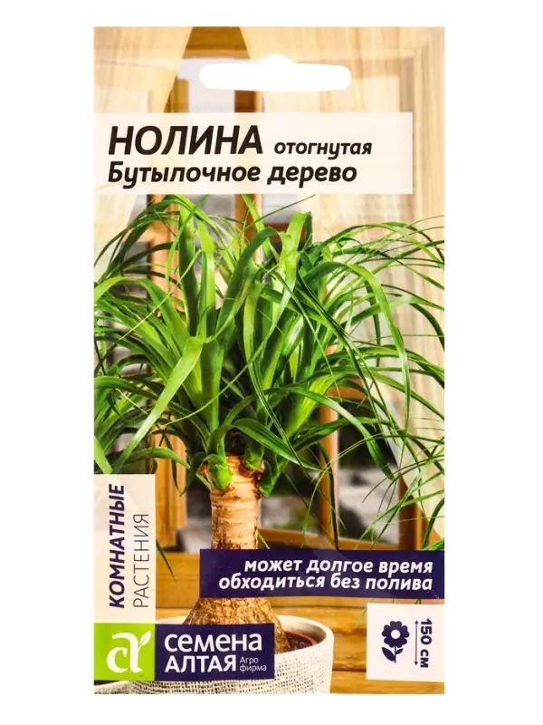 Семена комнатных цветов нолина &laquo;Бутылочное дерево&raquo;, 3 шт.