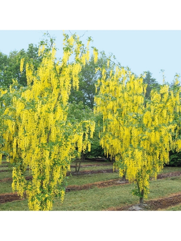 Бобовник анагиролистный «Анагироидес», саженец, декоративный, цветущий, туба, 1 шт. Бобовник анагиролистный «Анагироидес», саженец, декоративный, цветущий, туба, 1 шт.