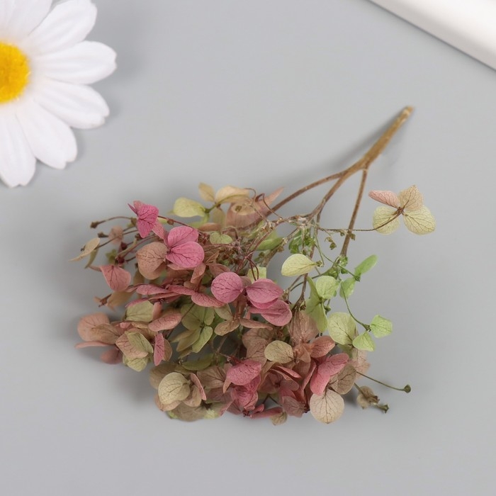 Сухоцвет Сухоцвет "Гортензия" зелёно-красный h=6-6,5 см