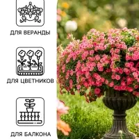 Семена цветов Петуния &laquo;Минибелло&raquo; F1, сакура, многоцветковая, 5 шт., Farao, &laquo;АЭЛИТА&raquo;