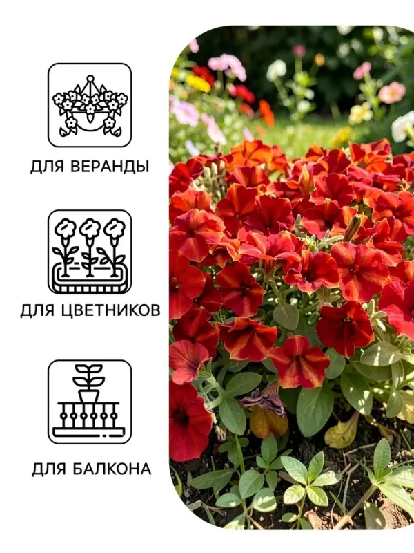 Семена цветов Петуния мультифлора &laquo;Май Джой Еллоу Бронз Ред&raquo;, 5 шт., &laquo;Поиск&raquo;