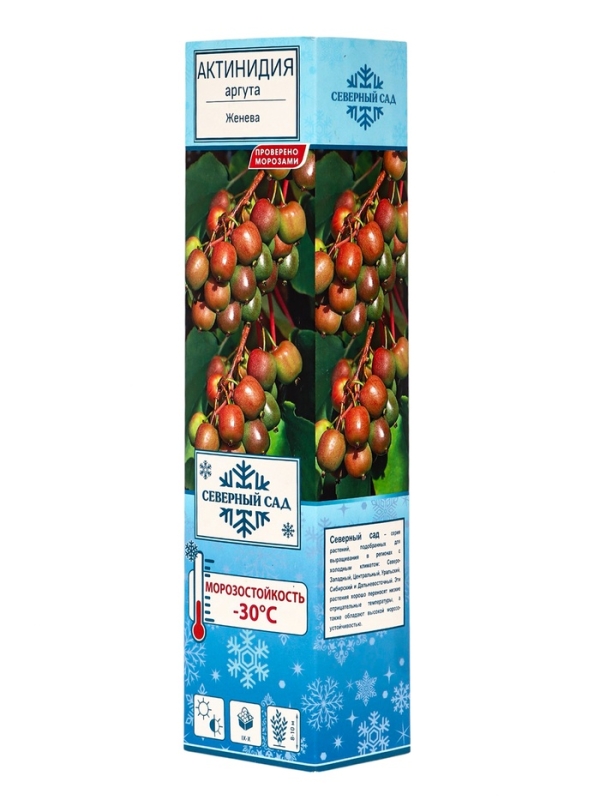 Актинидия аргута (Серия Северный сад) «Женева », саженец,1 шт., туба Актинидия аргута (Серия Северный сад) «Женева », саженец,1 шт., туба
