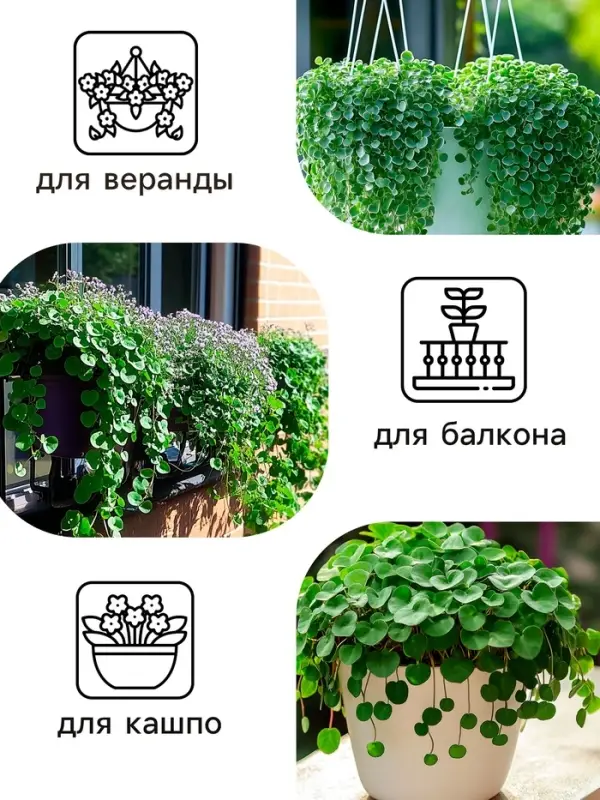 Семена цветов Дихондра  Семена цветов Дихондра "Изумрудный водопад", серия "Профи", F1, О, 10 шт.