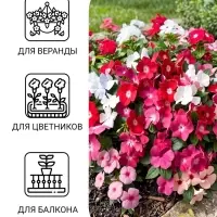 Семена цветов Катарантус ампельный &laquo;Медитерранеан Микс&raquo; 10 шт.