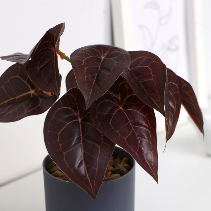 Бонсай в горшке Бонсай в горшке "Алоказия колор" 7,5х15 см